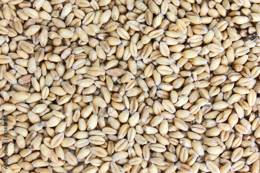 wheat grains wheat grains