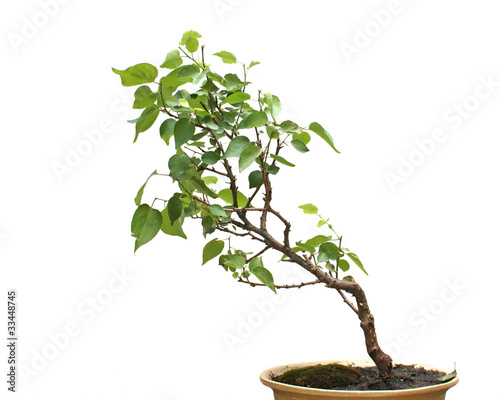 Bonsai on white background