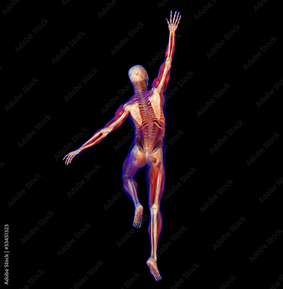 X-ray illustration of Human anatomy and skeleton X-ray illustration of Human anatomy and skeleton