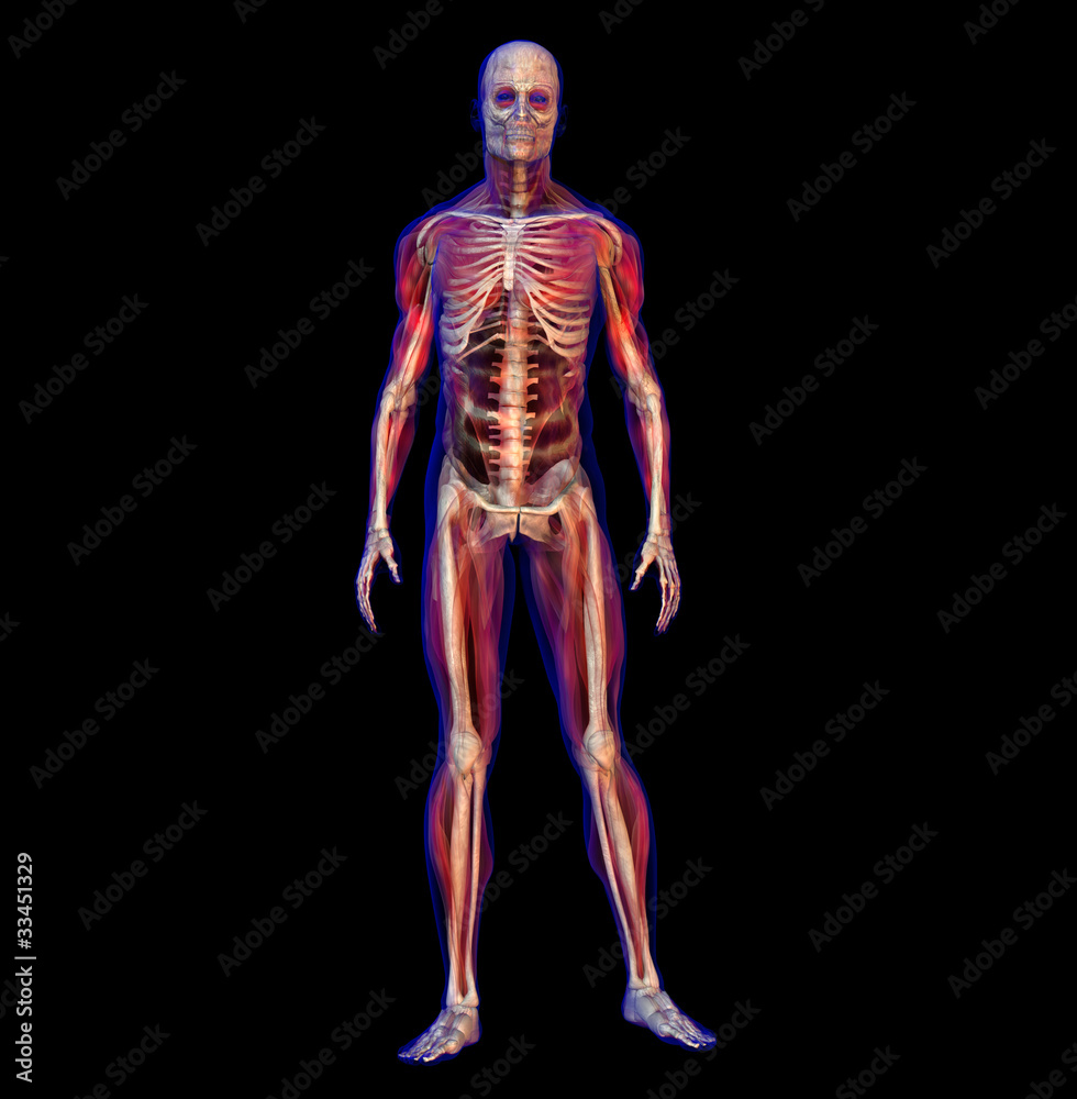 X-ray illustration of human male anatomy and skeleton X-ray illustration of human male anatomy and skeleton
