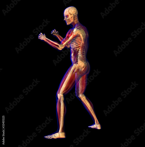 X-ray illustration of Human anatomy and skeleton © cameraman