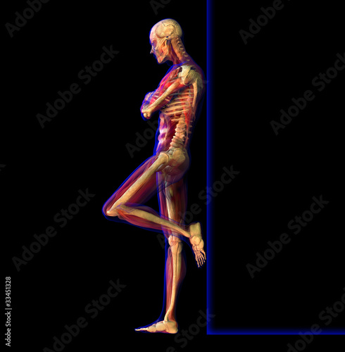 X-ray illustration of Human anatomy and skeleton