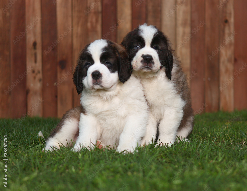 Portrait of Saint Bernard Puppies