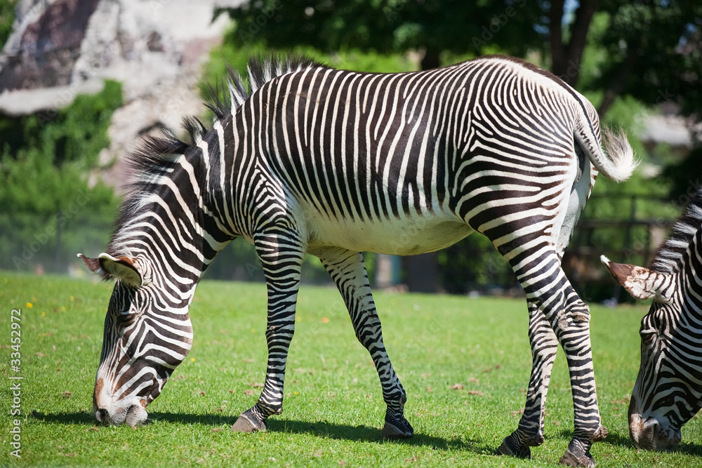 Obraz premium zebra