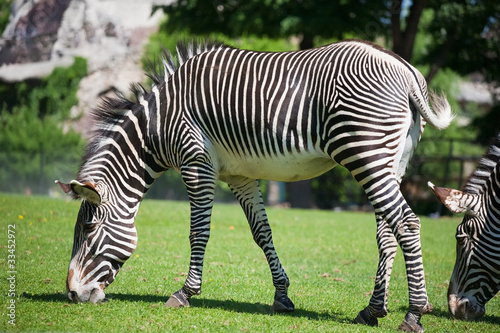 zebra