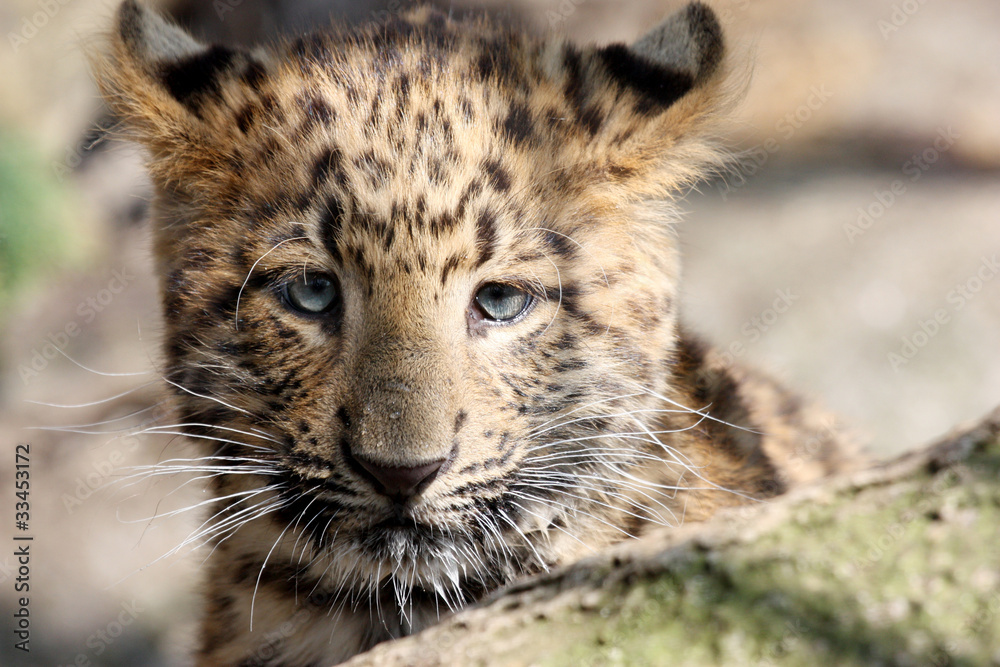 Obraz premium Panthère (Panthera-pardus-orientalis)