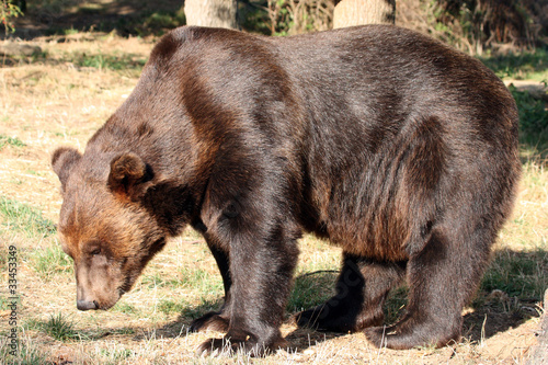 фотографія ours brun (Ursus arctos)