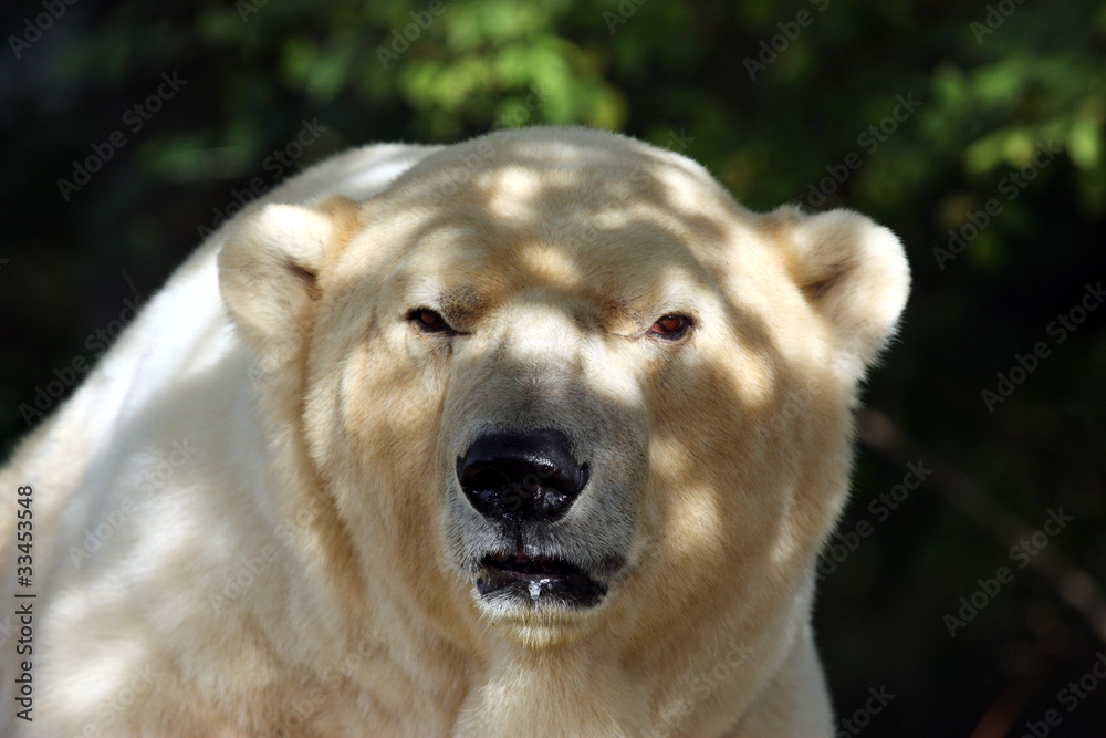 ours polaire (Ursus maritimus) ours polaire (Ursus maritimus)