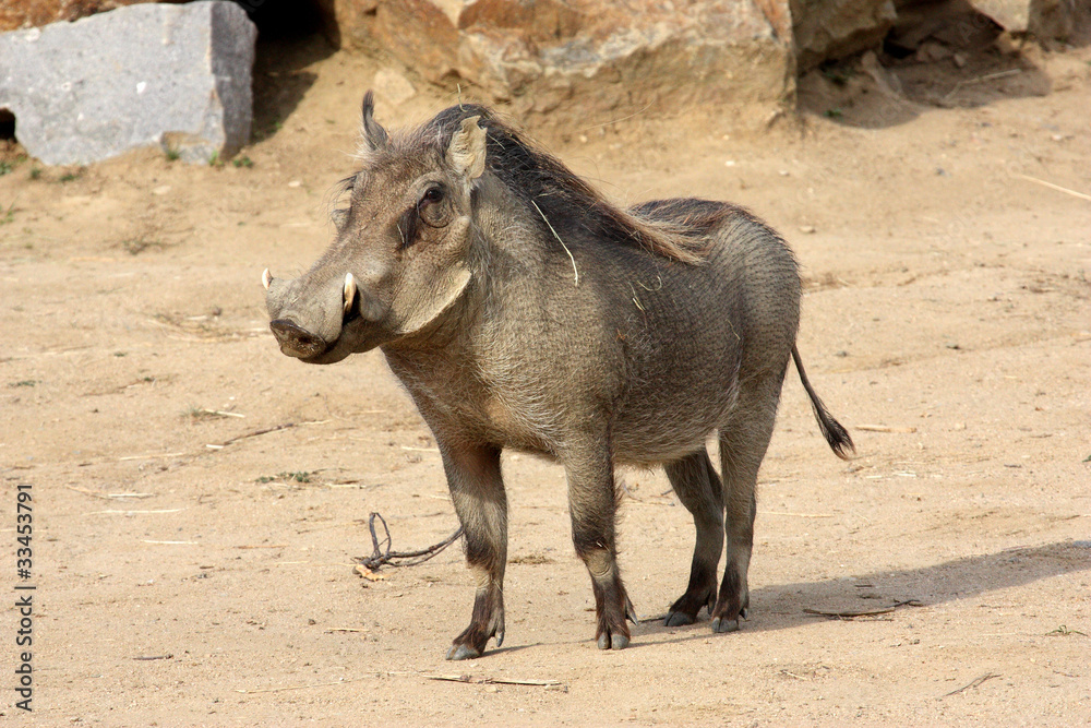 Fototapeta premium Phacochère commun (Phacochoerus africanus)