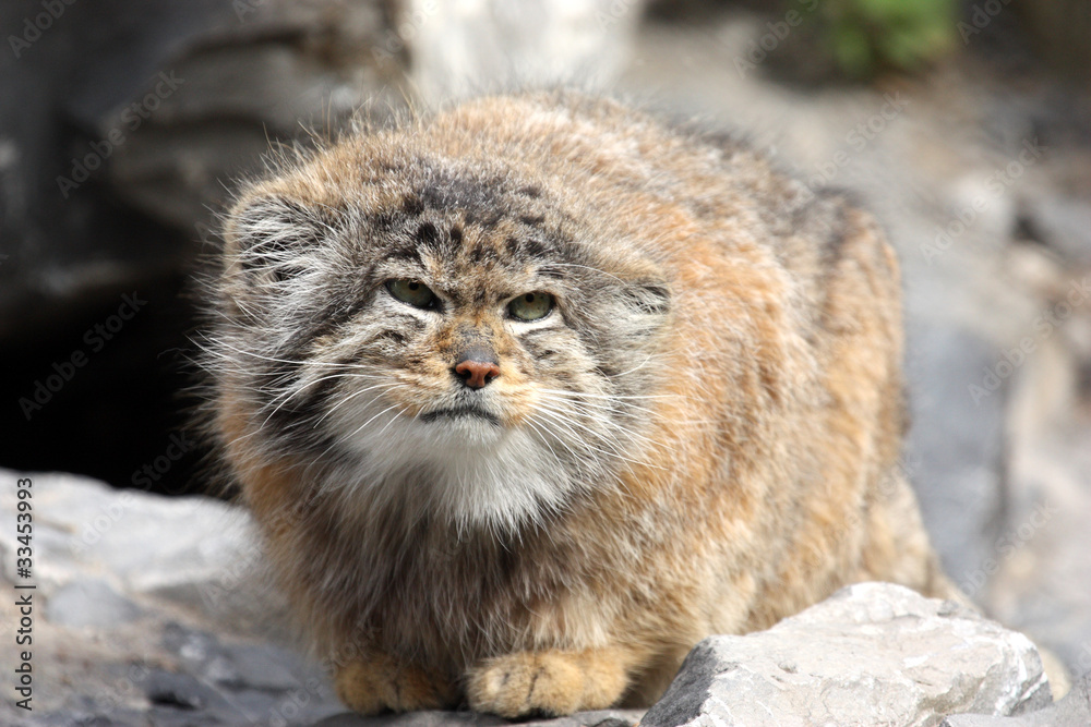Obraz premium chat manul ou de Pallas ( Otocolobus manul )