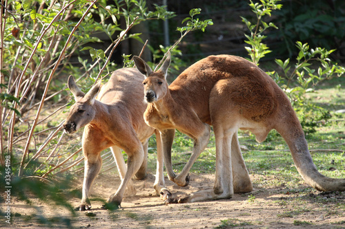 kangourou roux (Macropus rufus)