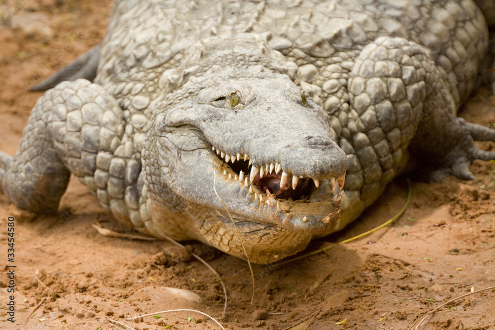 Obraz premium crocodile