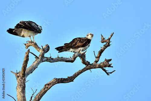 Ospreys