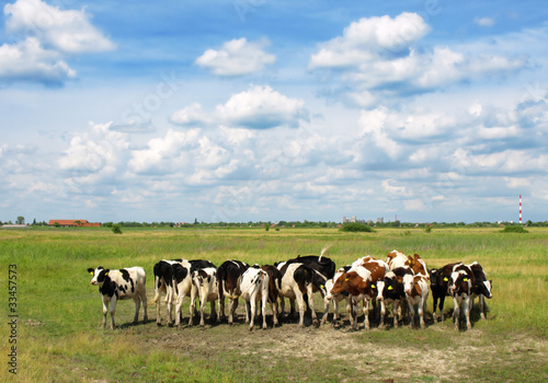 Calves on the field © Željko Radojko