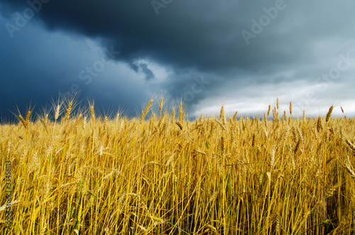 field with barley under dramatic sky