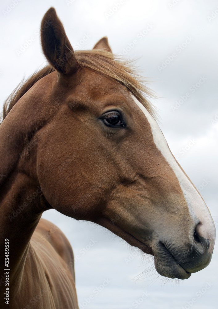 Fototapeta premium Nos konia