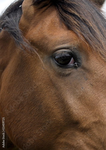 Eye of horse