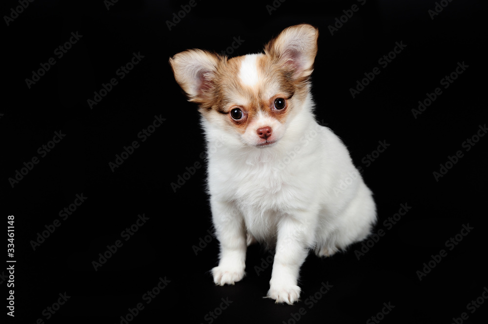 Little chihuahua puppy on the black background. Studio shot Little chihuahua puppy on the black background. Studio shot
