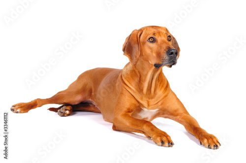 Rhodesian Ridgeback Dog in studio