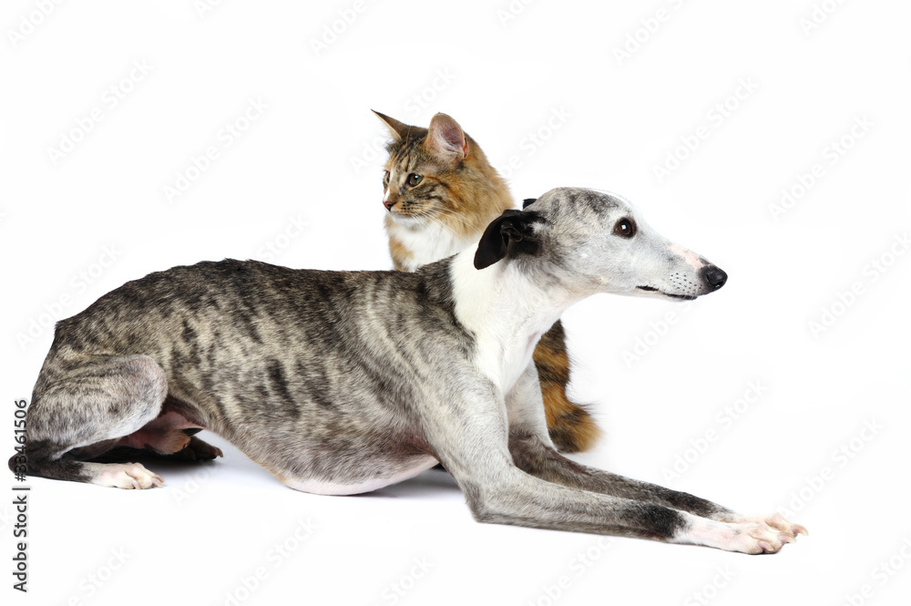 Whippet hound in studio with a cat