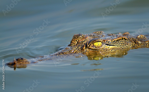 Nile crocodile portrait