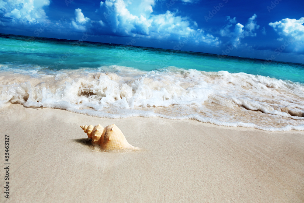 seashell on the beach (shallow DOF) seashell on the beach (shallow DOF)