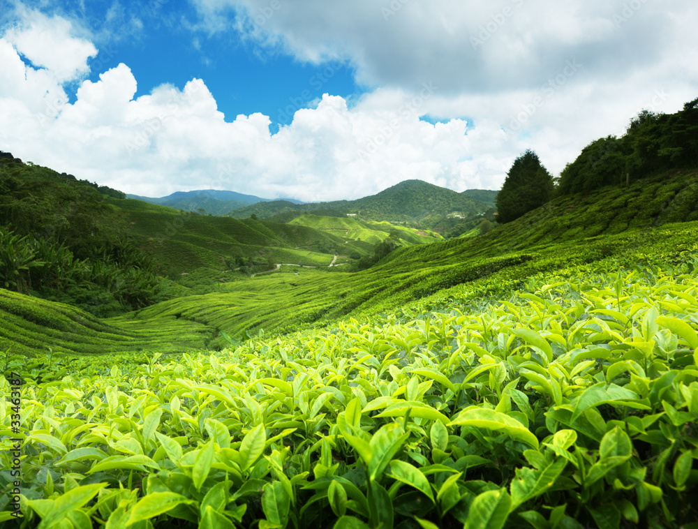 Fototapeta premium Tea plantation Cameron highlands, Malaysia