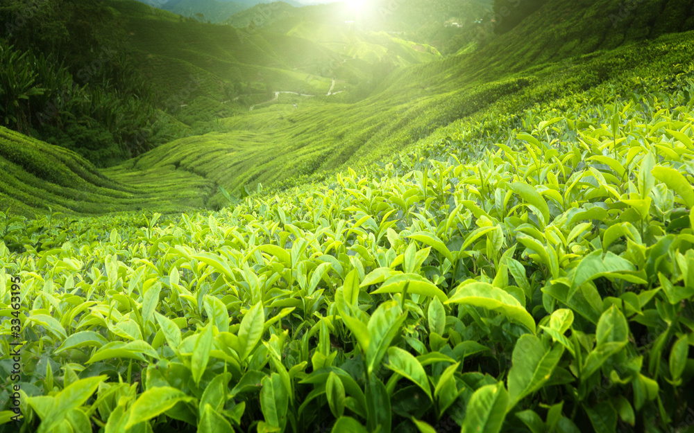 Naklejka premium Tea plantation Cameron highlands, Malaysia