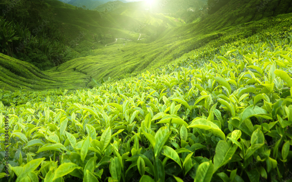 Fototapeta premium Tea plantation Cameron highlands, Malaysia