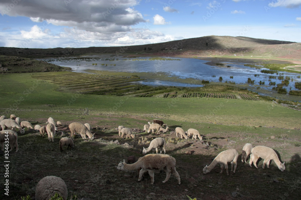 Fototapeta premium Chullpas inkas de sillustani,Peru
