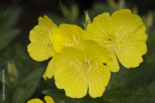 evening primrose