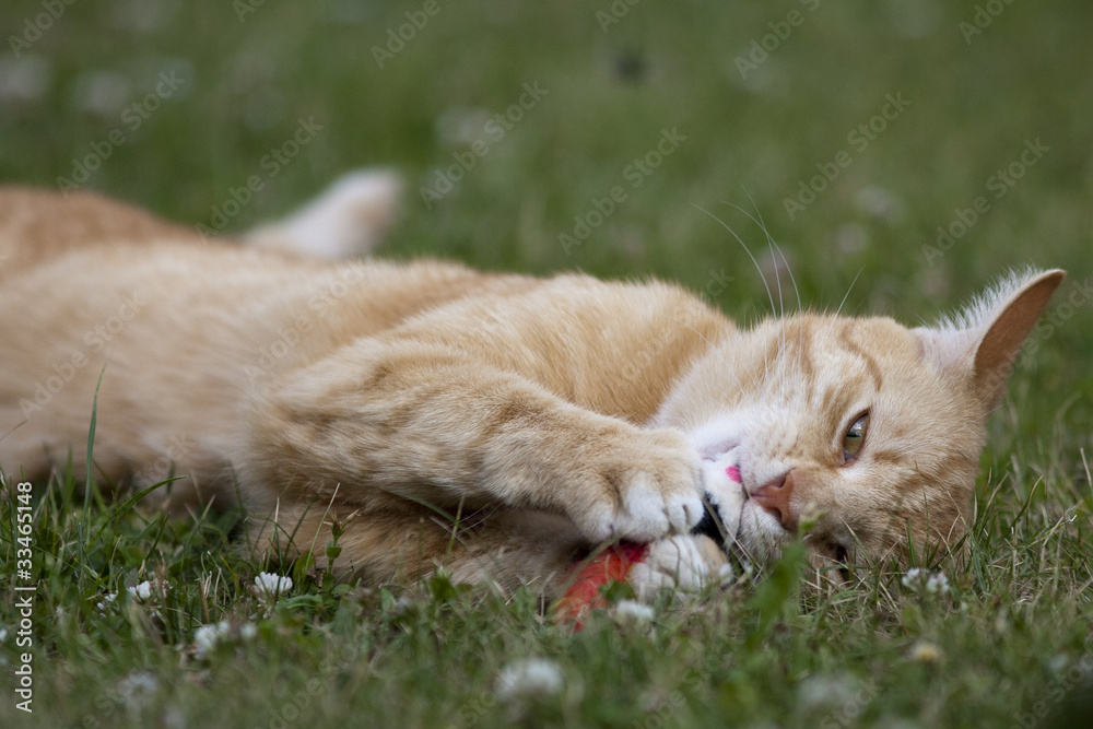 gelbe Hauskatze spielt - yellow cat playing
