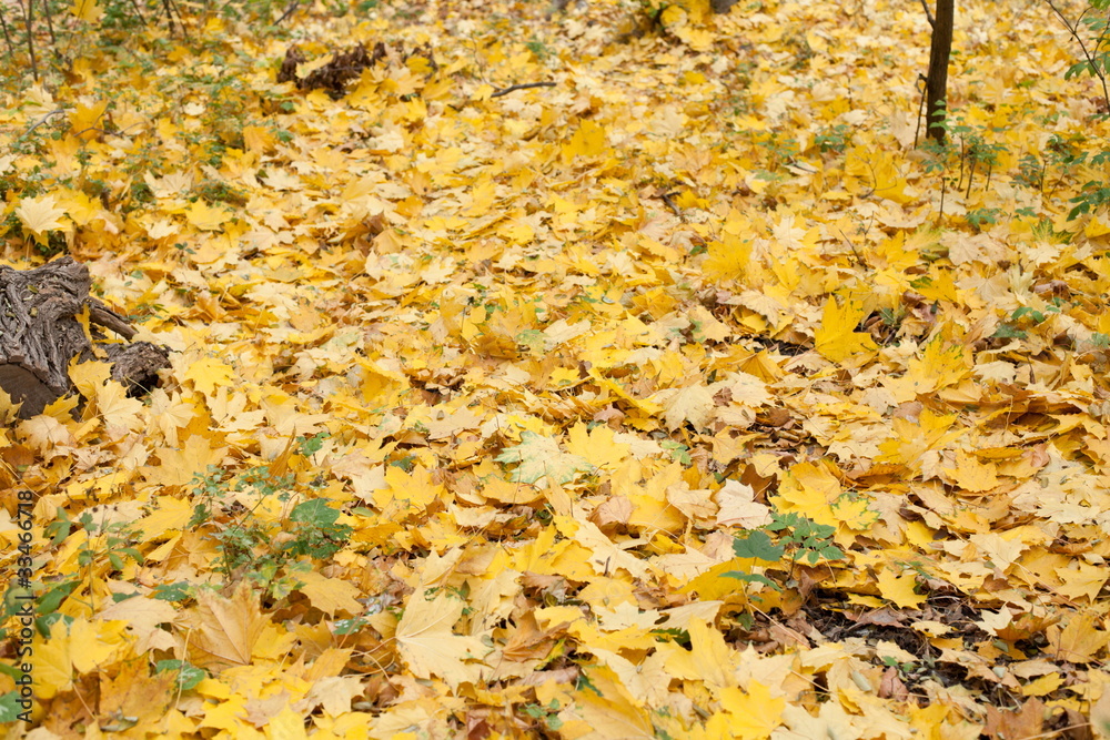 Autumn park Autumn park