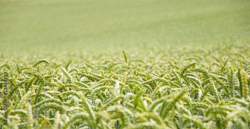 Obraz premium Weizenfeld