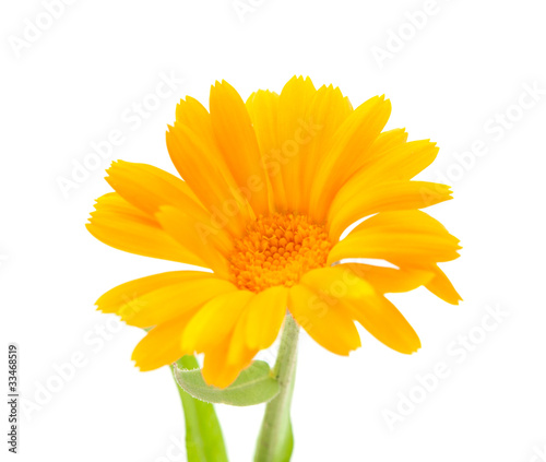 .marigold flower