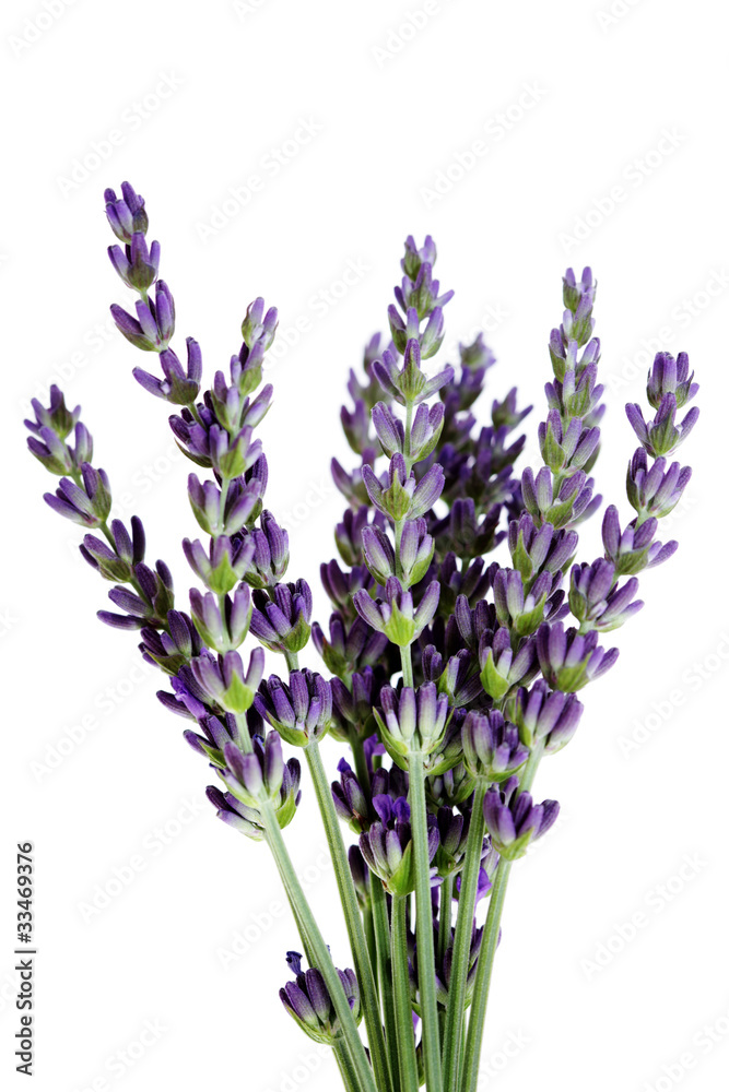 Obraz premium kwiaty lawendy