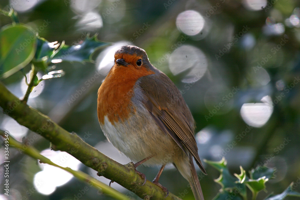robin robin