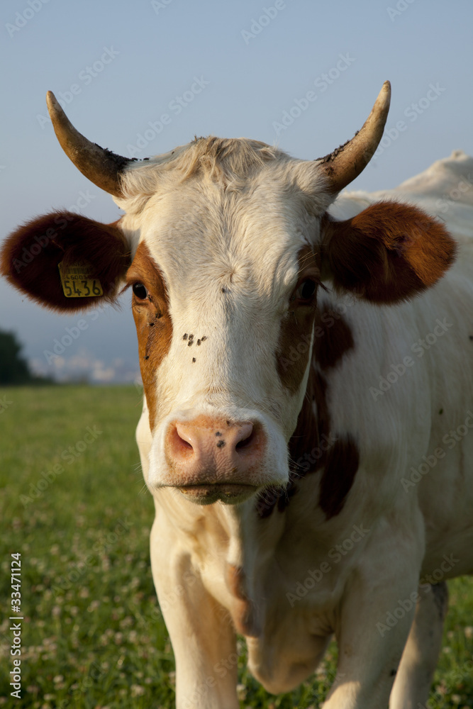 cow closeup cow closeup