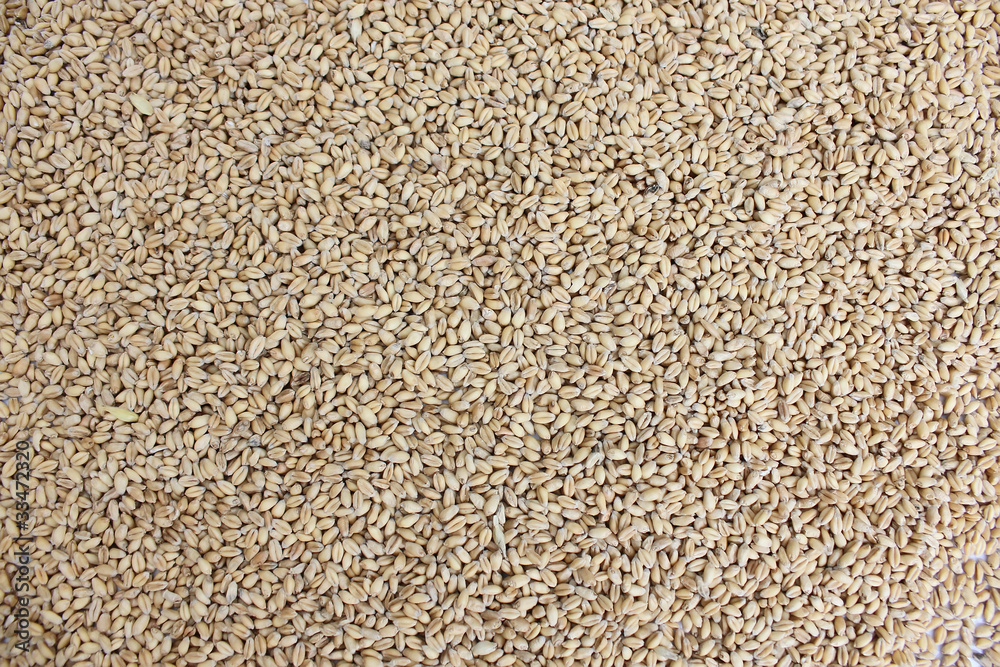 wheat grains wheat grains