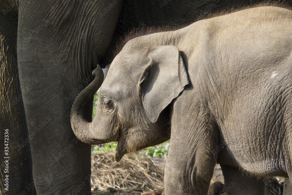 Fototapeta premium little elephant and his mother
