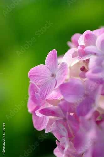 桃色の紫陽花
