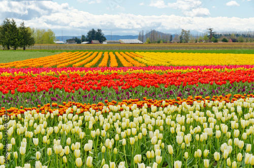 Field of tulips at Skagit, Washington State, America.