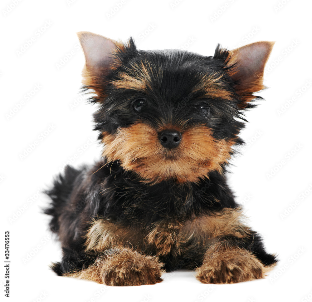 One Yorkshire Terrier (of three month) puppy dog One Yorkshire Terrier (of three month) puppy dog