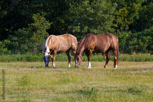 Horses grazing in pasture