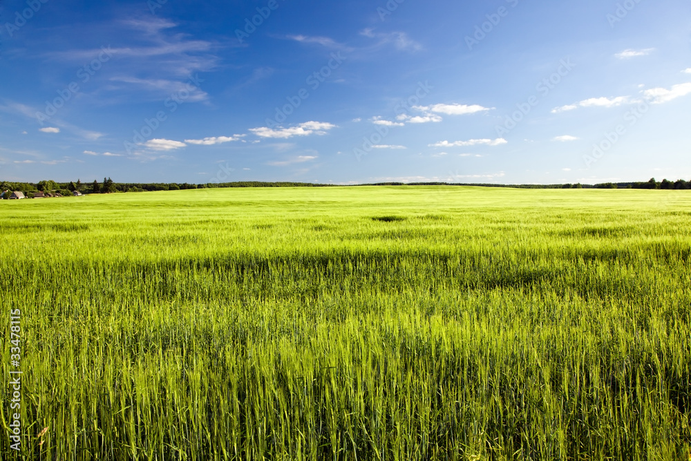 Agricultural field on which grow up cereals