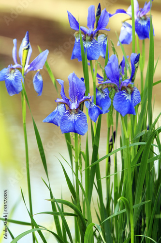 Blue irises on shore