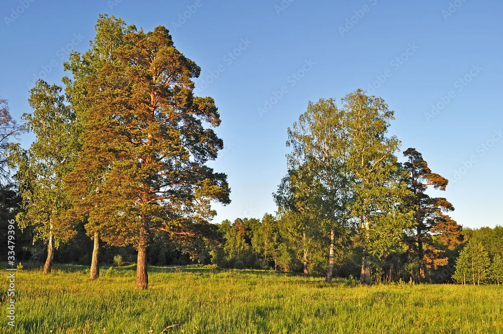 Forest edge in summer at sunset