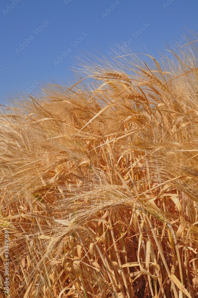 Fototapeta premium blé