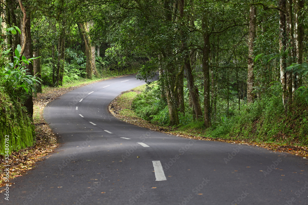 Fototapeta premium Asphalt road in a green forest on a sunny day