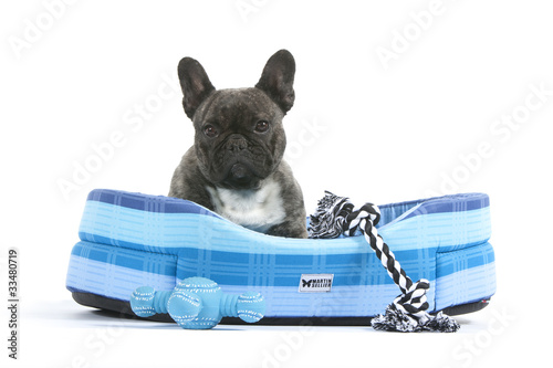 bouledogue français avec son jouet dans son panier